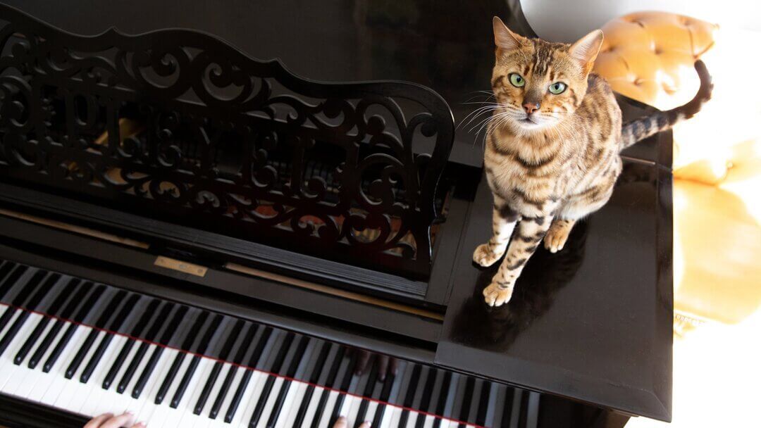 Do Cats Like Music Left On